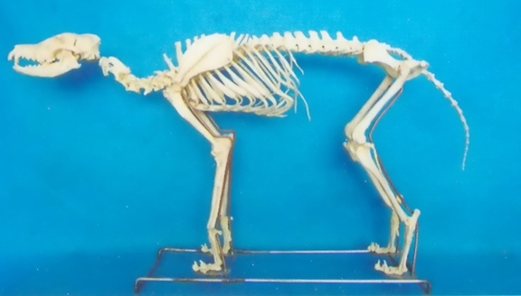 BIG DOG SKELETON MODEL